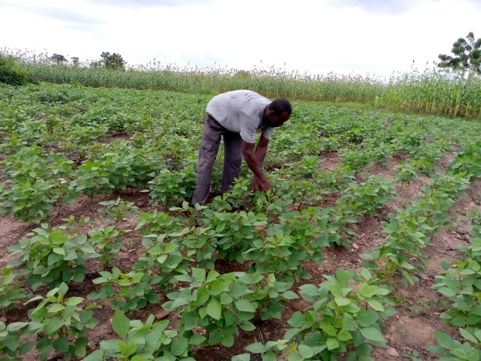 SOYCAIN-TOGO/ Agronome Savanes, ATCHADE