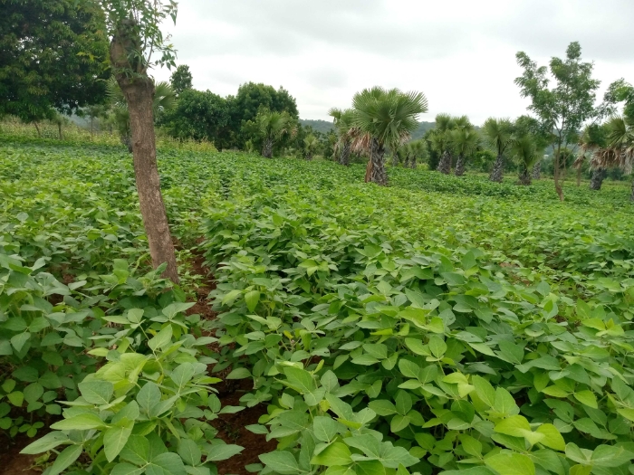 SOYCAIN-TOGO/ Agronome Savanes, ATCHADE