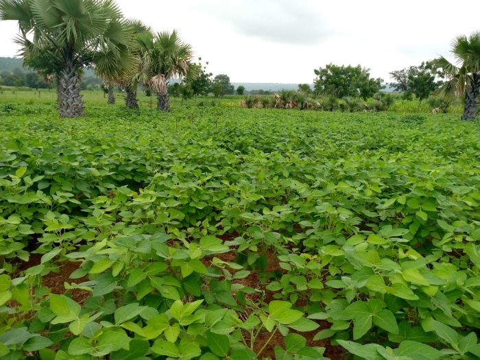 SOYCAIN-TOGO/ Agronome Savanes, ATCHADE