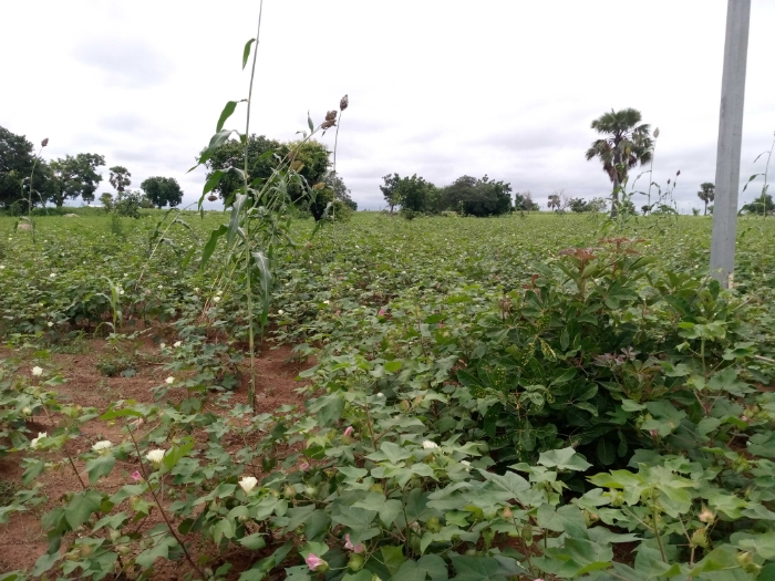 ATCHADE  Edoh, SOYCAIN-TOGO.
