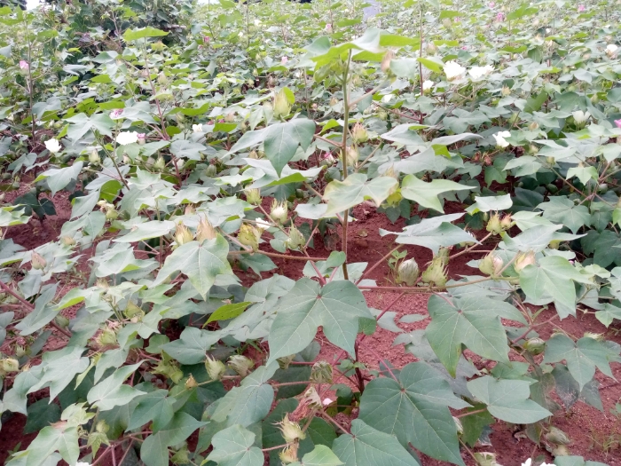 ATCHADE  Edoh, SOYCAIN-TOGO.