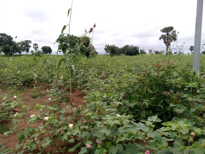 ATCHADE  Edoh, SOYCAIN-TOGO.