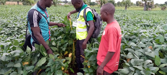 Soycain TOGO, Agronome Région Savanes