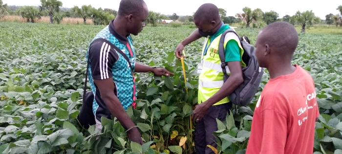 Soycain TOGO, Agronome Savane