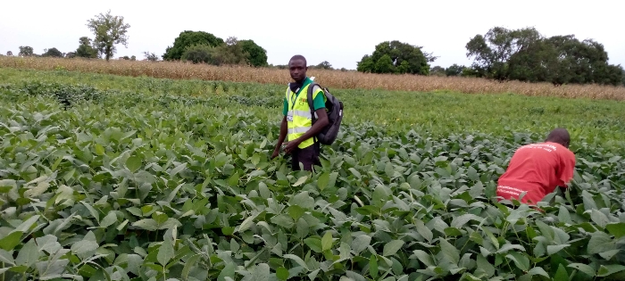 Soycain TOGO, Agronome Savane