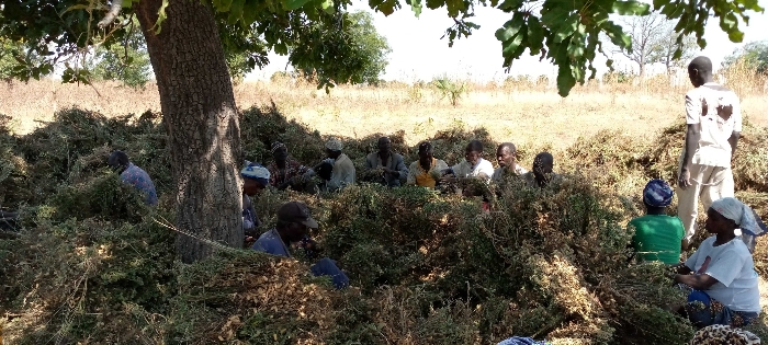 Soycain TOGO ( Région des SAVANES )