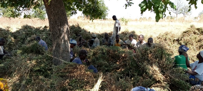 Soycain TOGO ( Région des SAVANES )