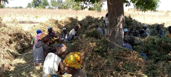 Soycain TOGO ( Région des SAVANES )
