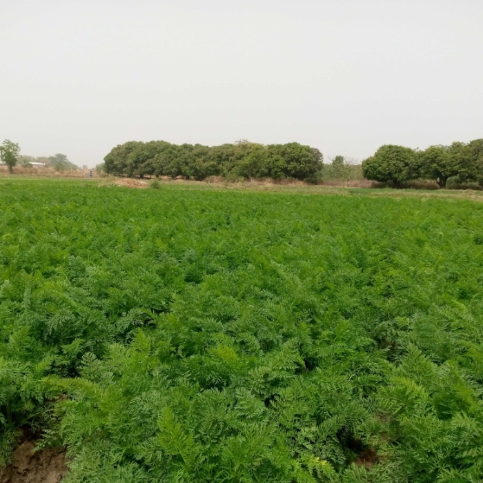 SOYCAIN TOGO/ Agronome Dapaong-Tandjouaré