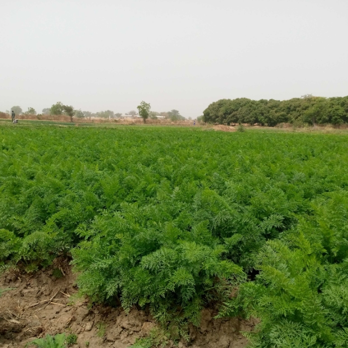 SOYCAIN TOGO/ Agronome Dapaong-Tandjouaré