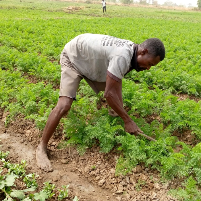 SOYCAIN TOGO/ Agronome Dapaong-Tandjouaré