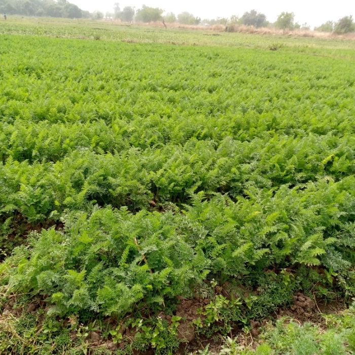 SOYCAIN TOGO/ Agronome Dapaong-Tandjouaré