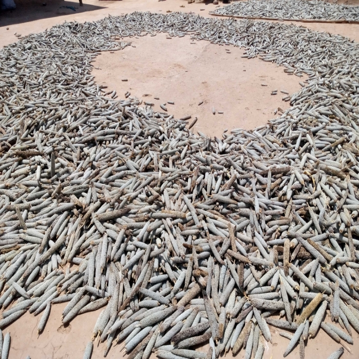 Soycain-Togo/Région Savane