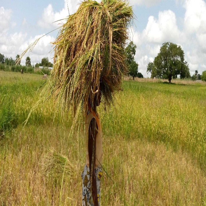 SOYCAIN-TOGO/Agronome Région Savane