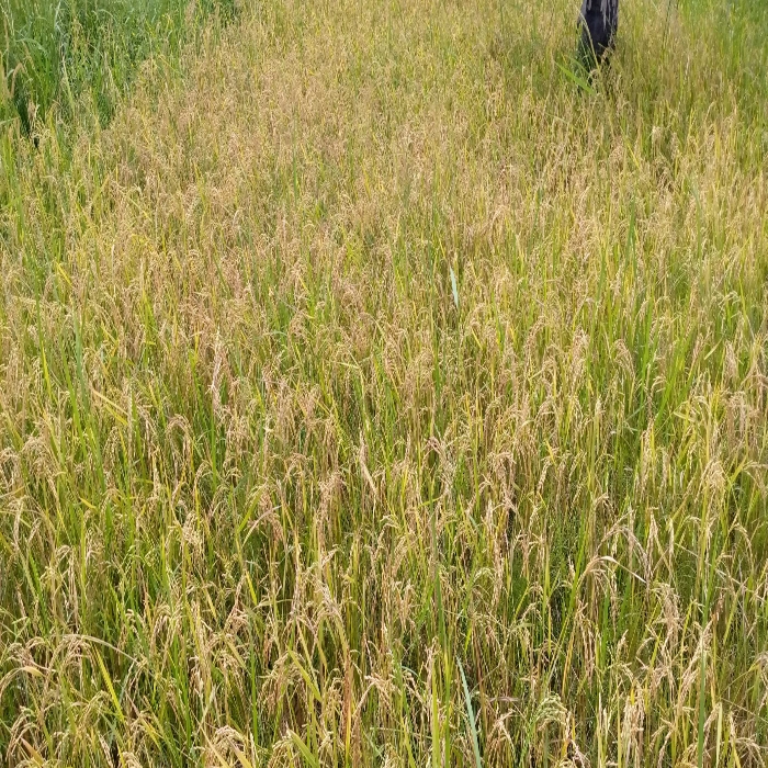SOYCAIN-TOGO/Agronome Région Savane