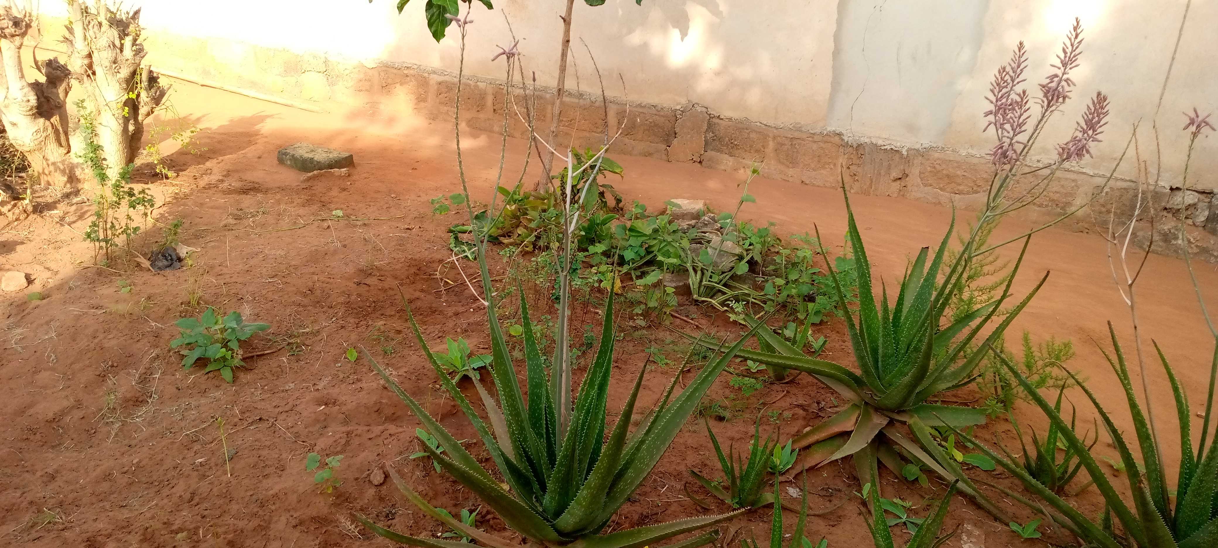 SOYCAIN-TOGO/ Agronome Savane (Dapaong Tandjouaré)