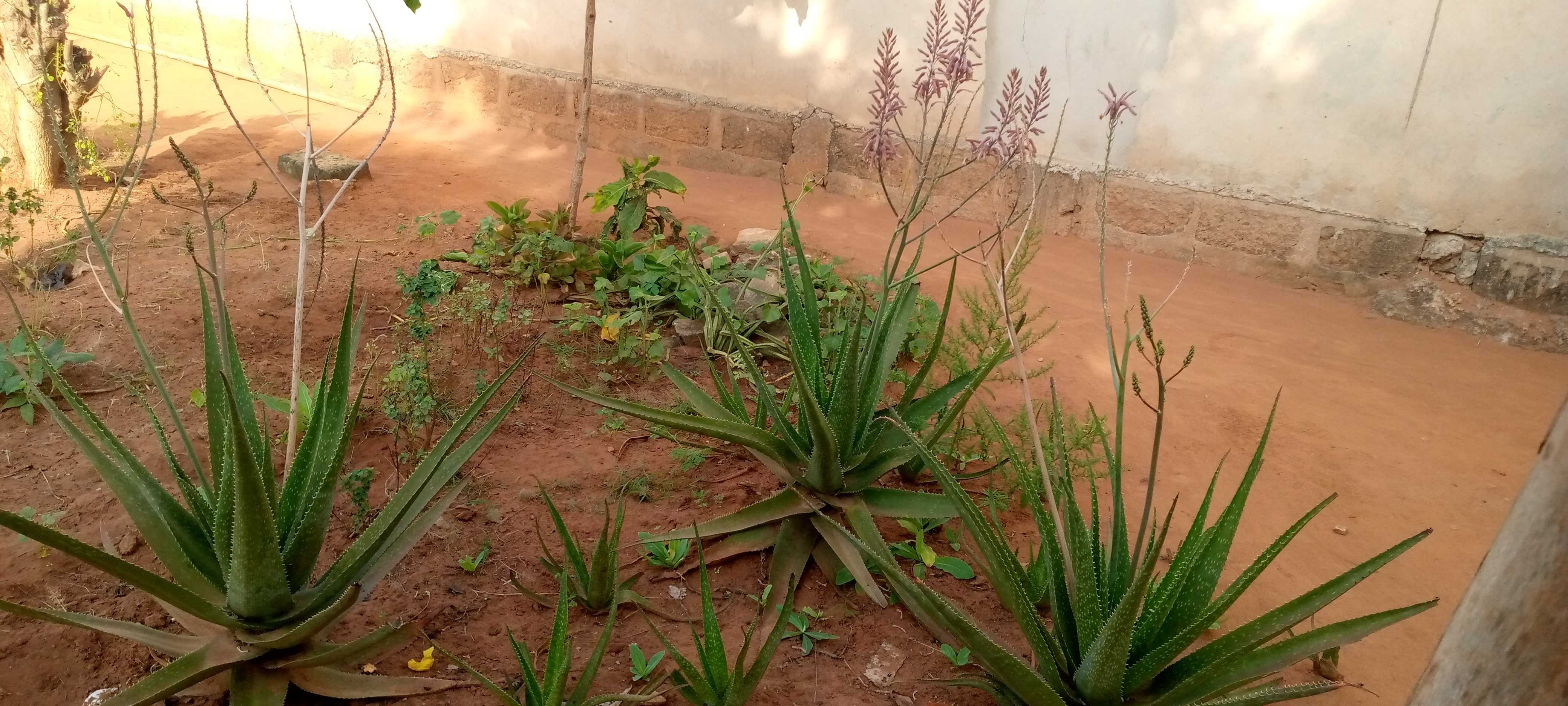 SOYCAIN-TOGO/ Agronome Savane (Dapaong Tandjouaré)