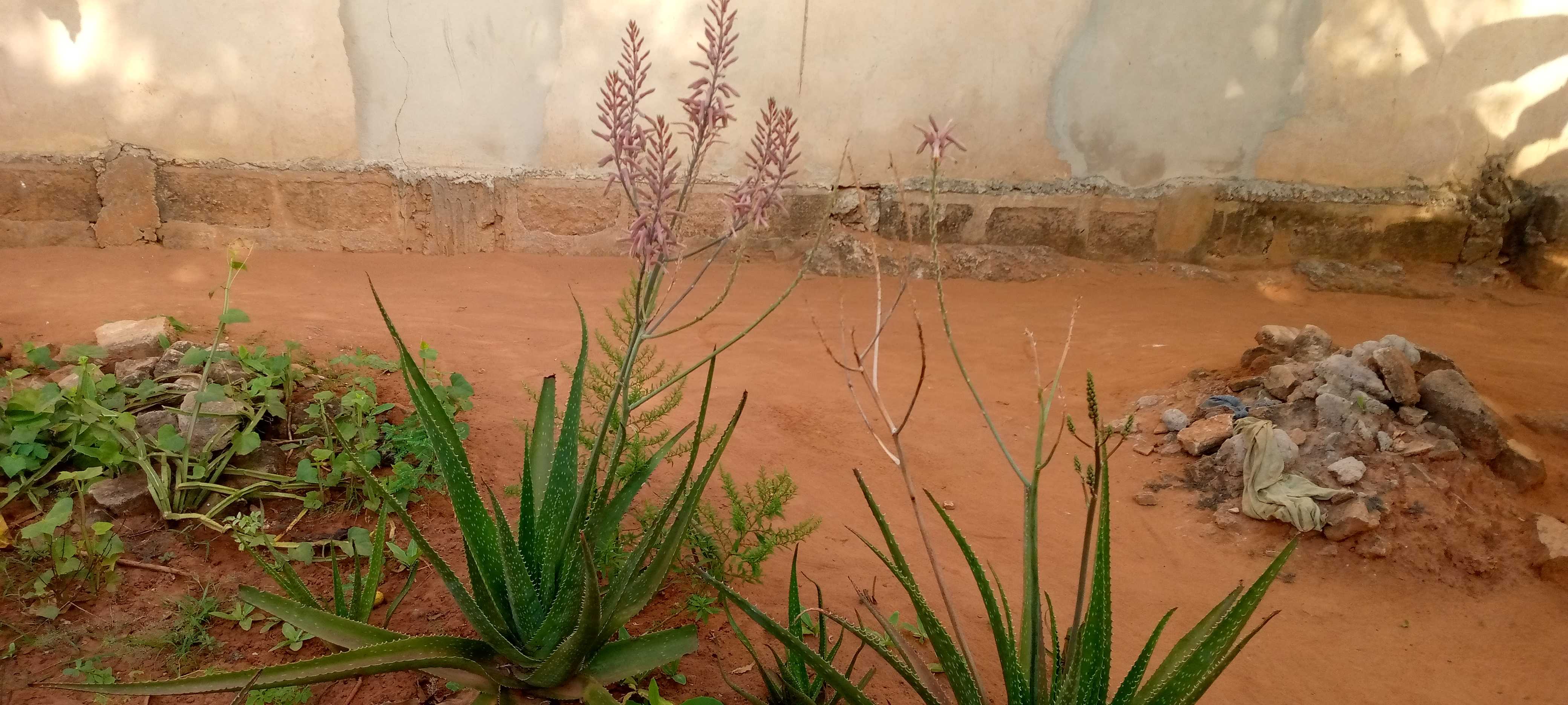 SOYCAIN-TOGO/ Agronome Savane (Dapaong Tandjouaré)