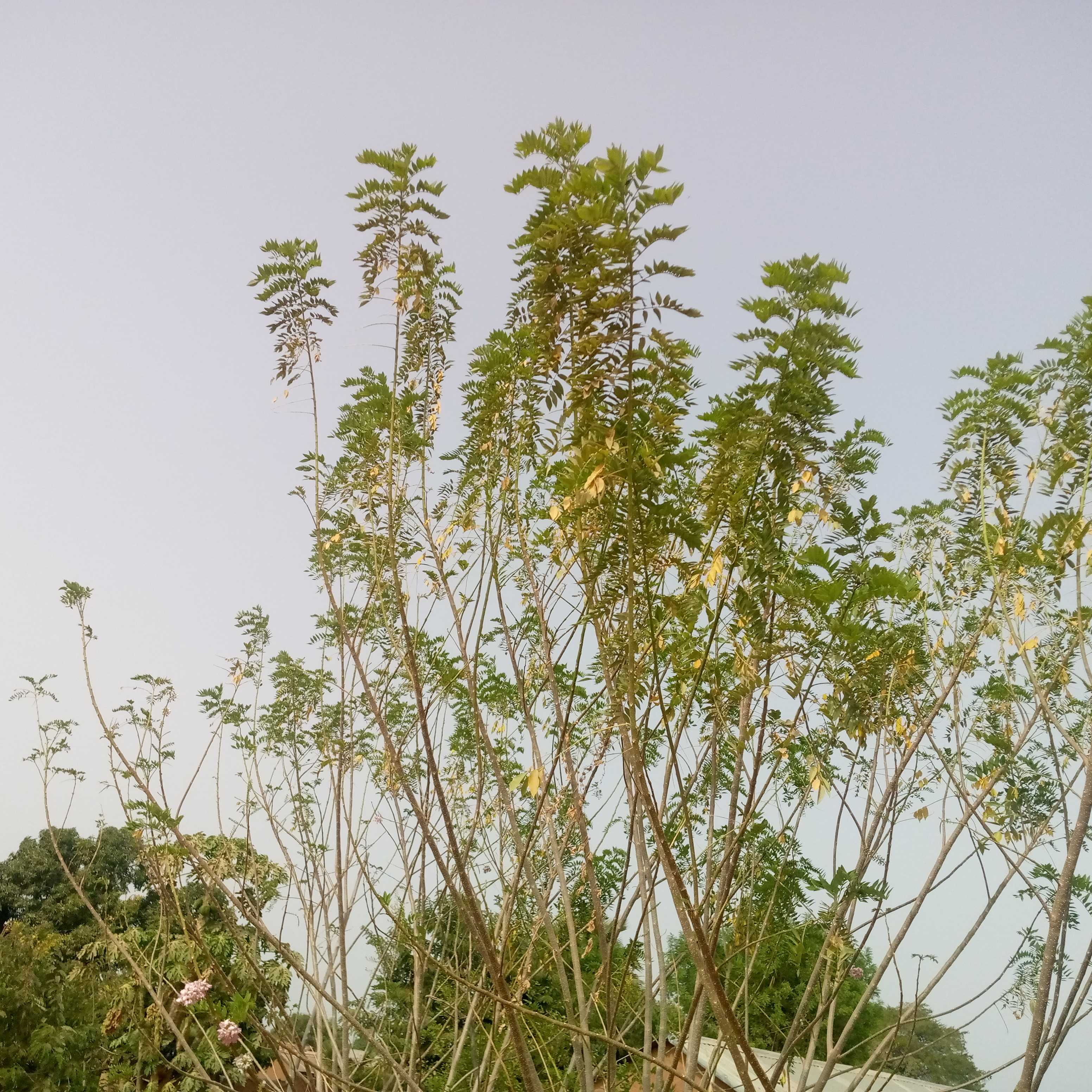 Avantages de Glicidia sepium