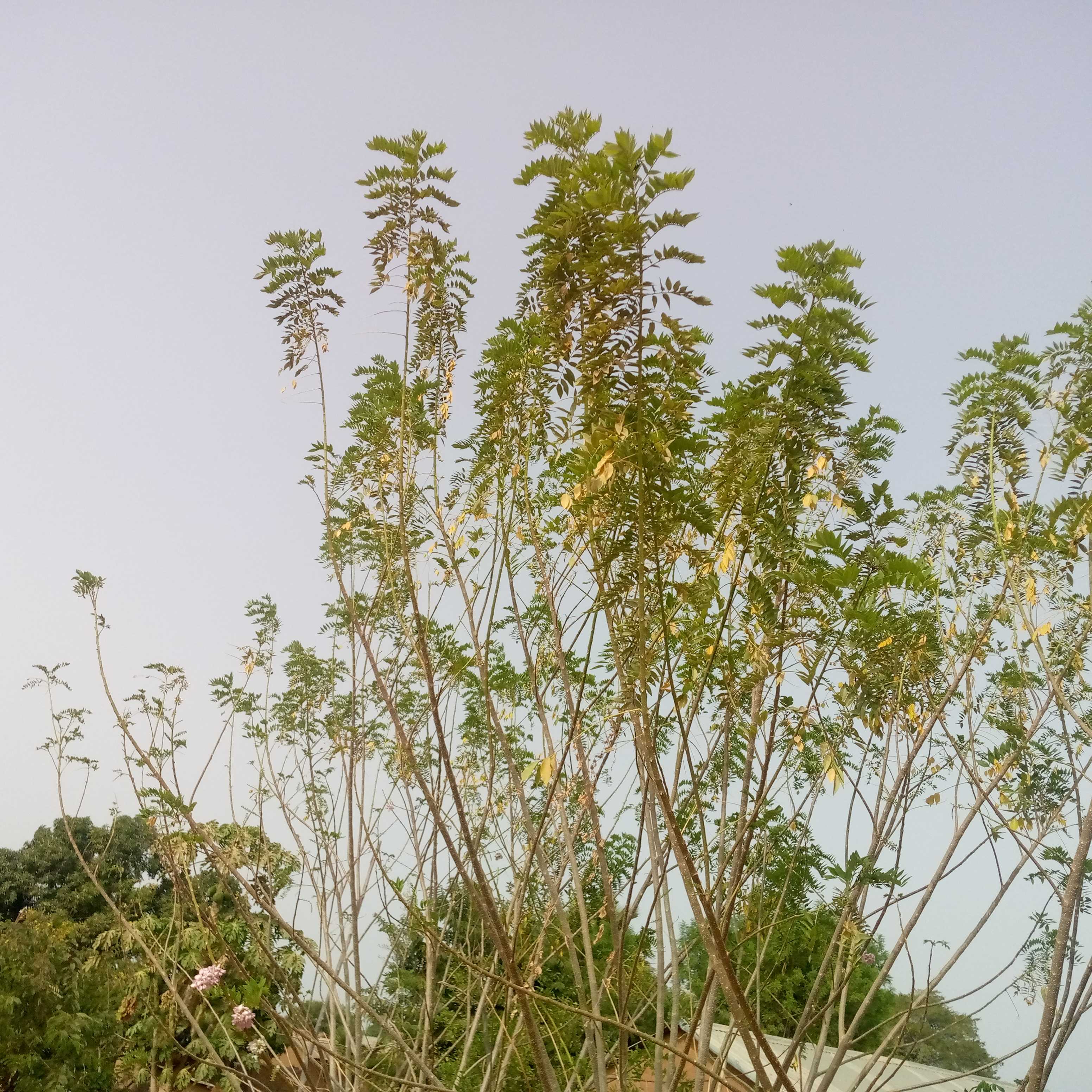 Avantages de Glicidia sepium