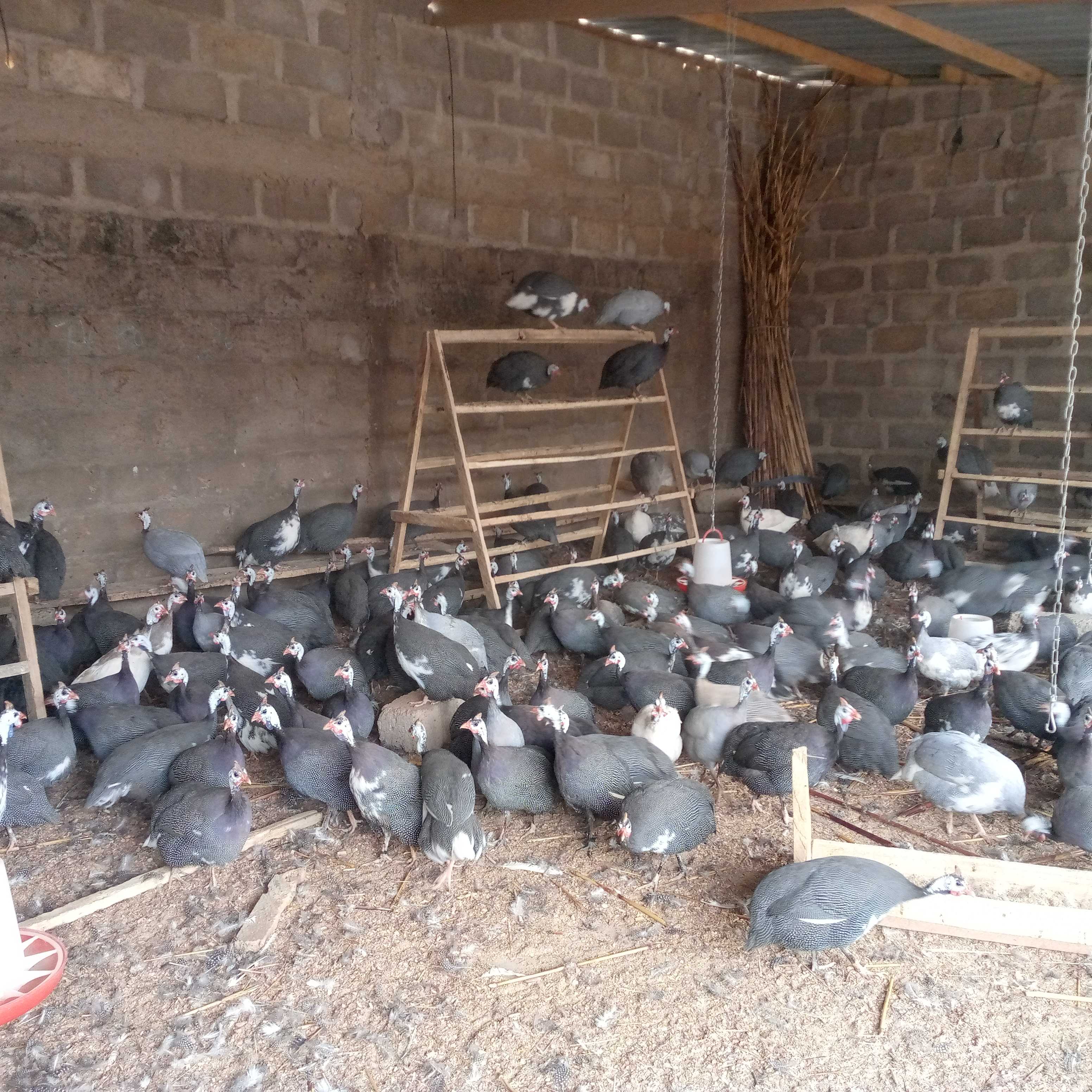 Élevage semi moderne des Pintades Au TOGO