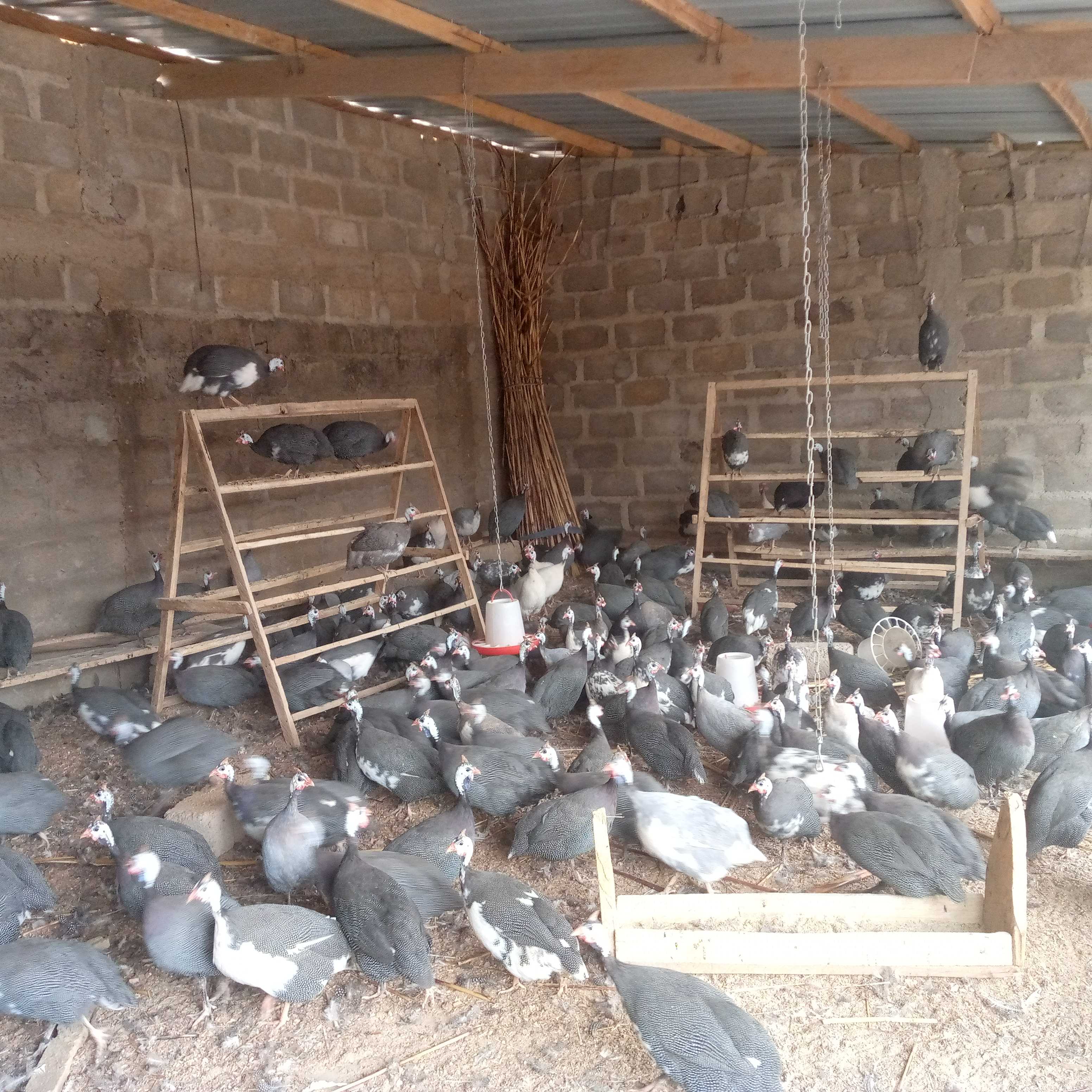 Élevage semi moderne des Pintades Au TOGO