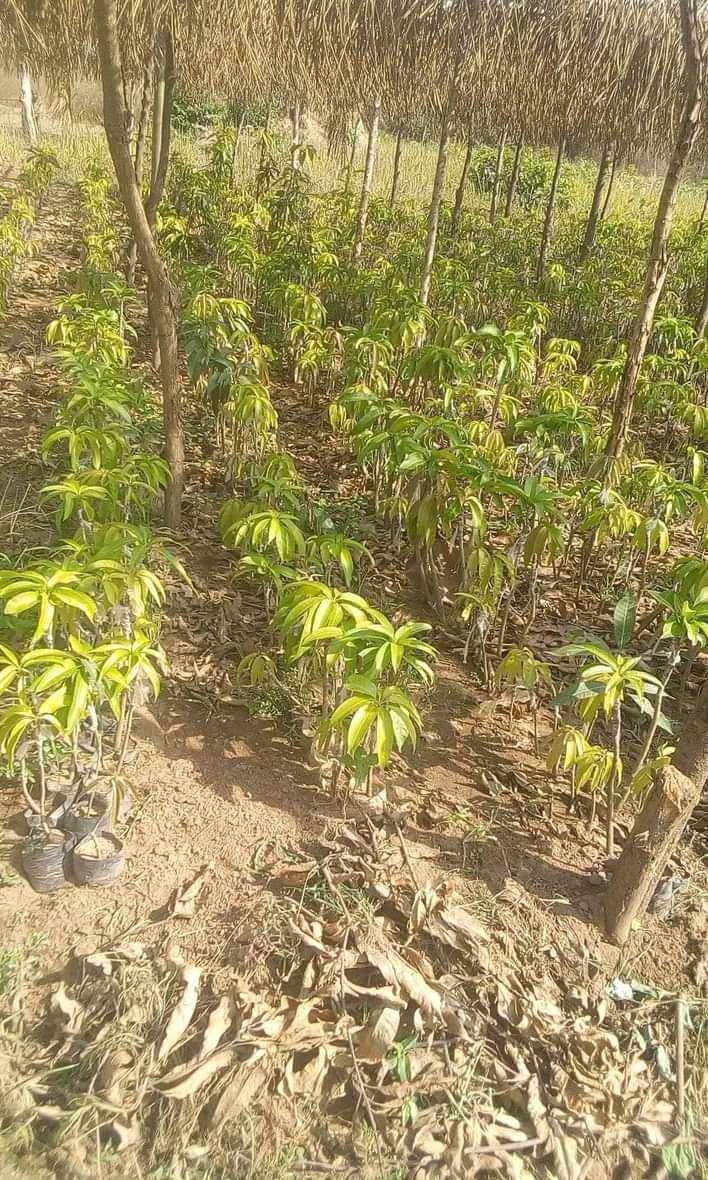Production de plants