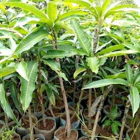 Production de plants