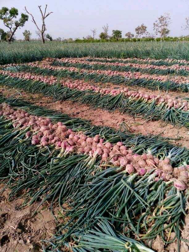 Production des bulbes