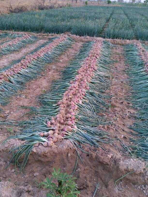Production des bulbes