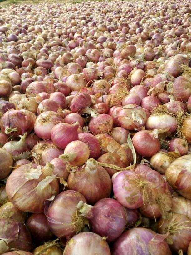 Production des bulbes