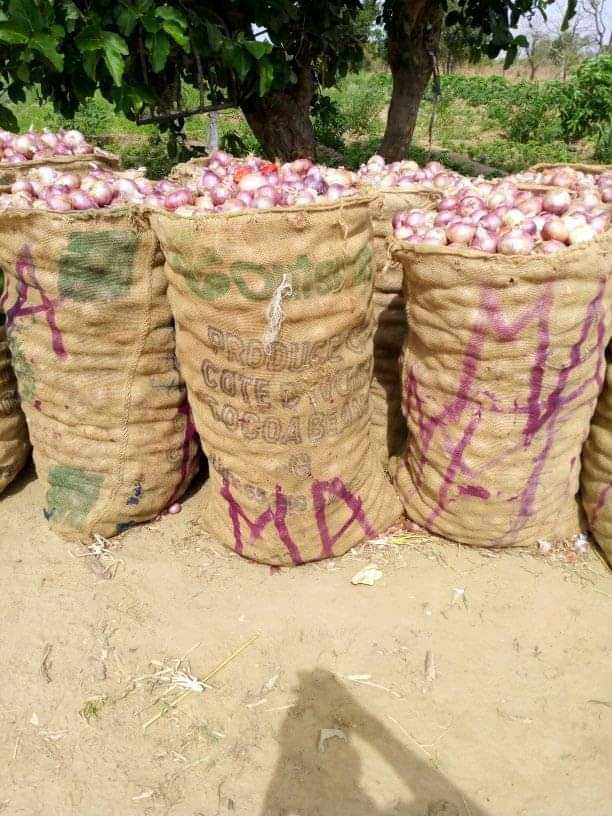 Production des bulbes