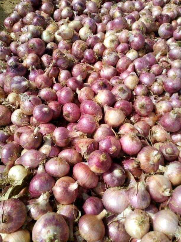 Production des bulbes