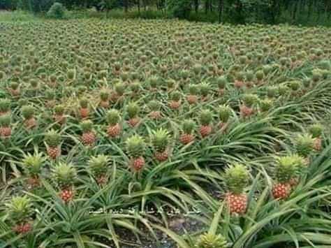 
          CULTURE FRUITIÈRE