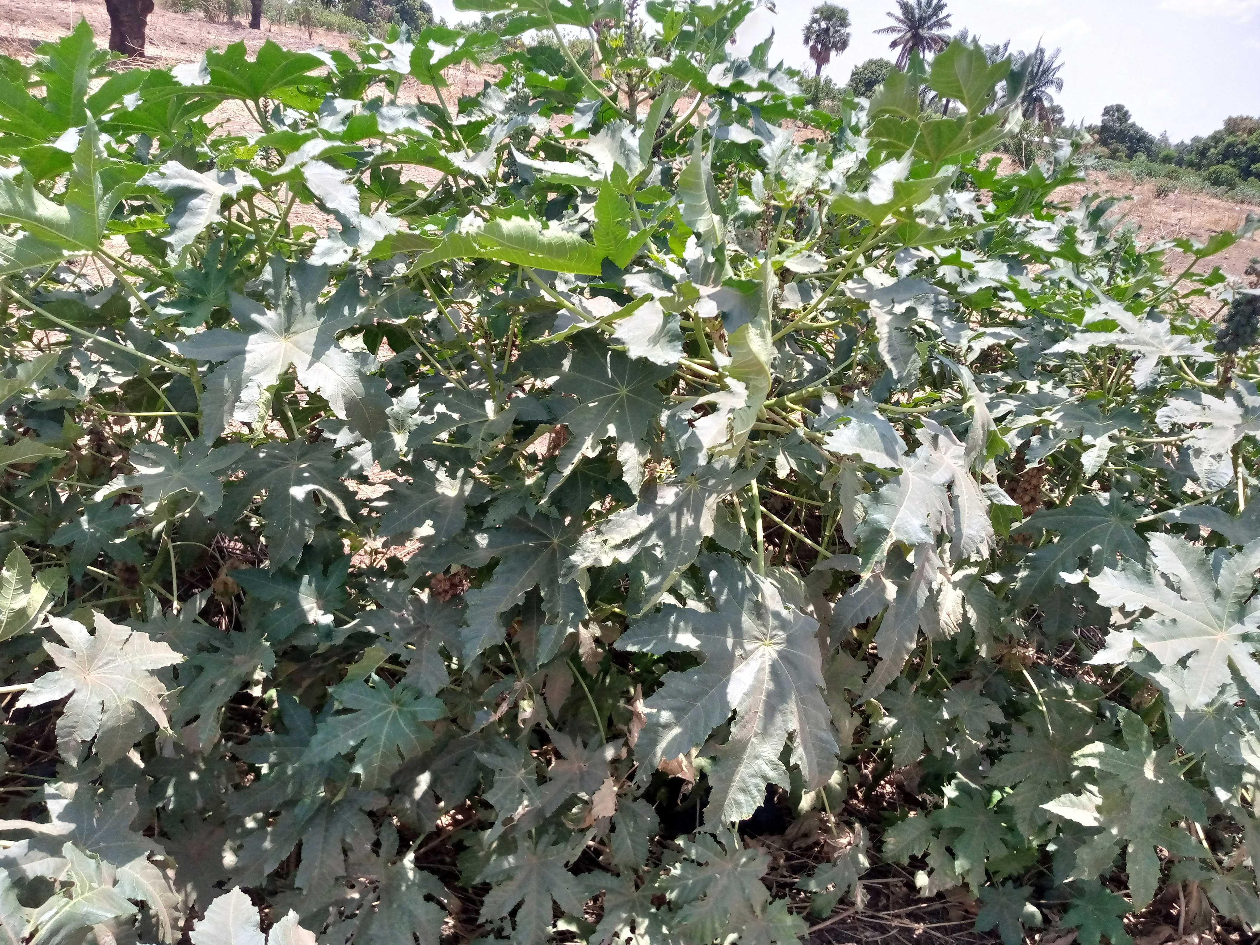 IMPORTANCE DU RICIN