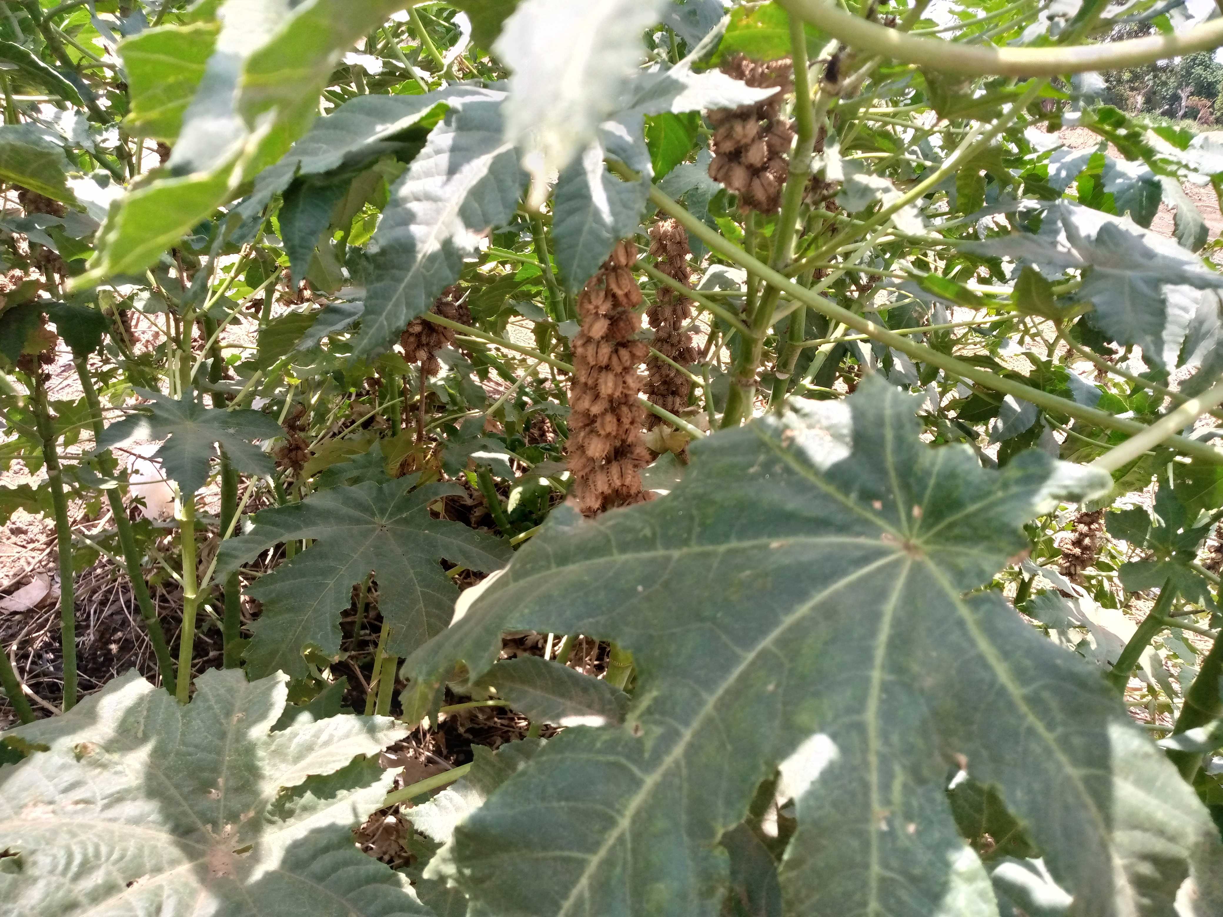 IMPORTANCE DU RICIN