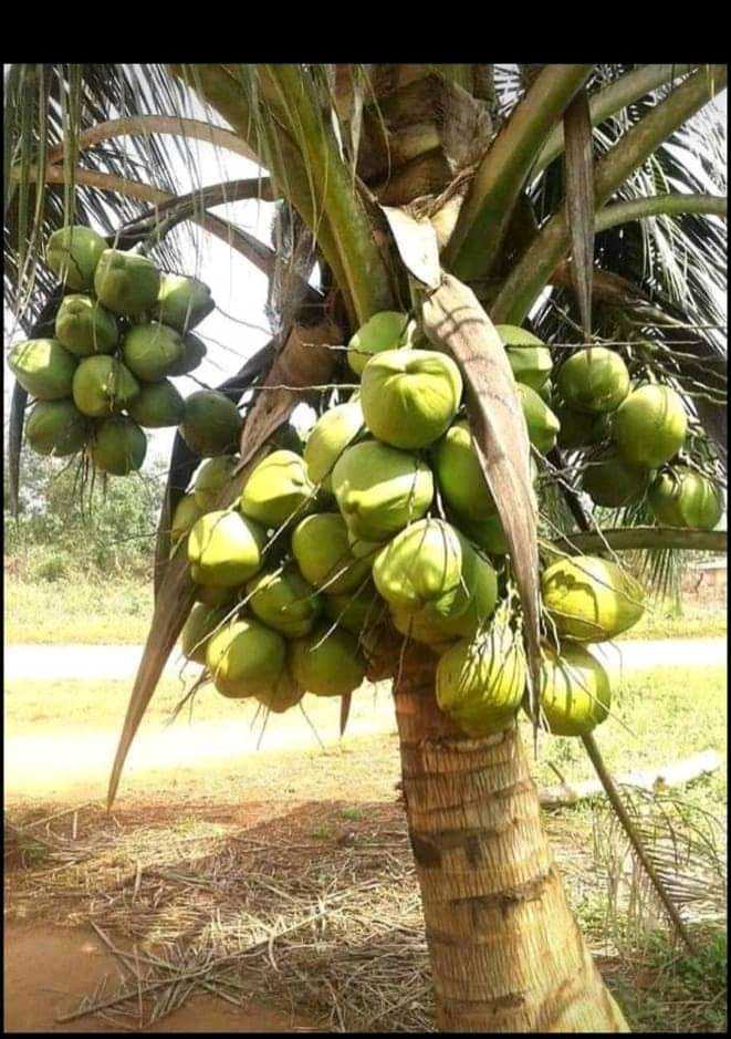 LA PRODUCTION DES NOIX DE COCO AU TOGO