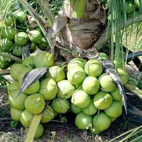 LA PRODUCTION DES NOIX DE COCO AU TOGO