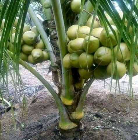 LA PRODUCTION DES NOIX DE COCO AU TOGO