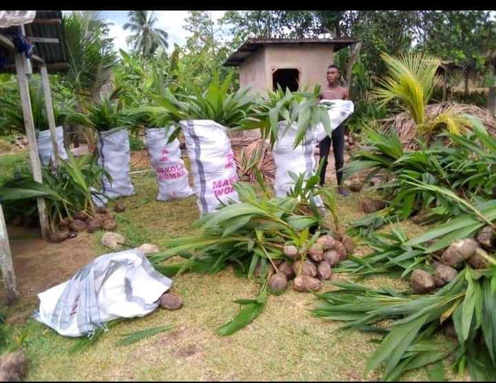 LA PRODUCTION DES NOIX DE COCO AU TOGO