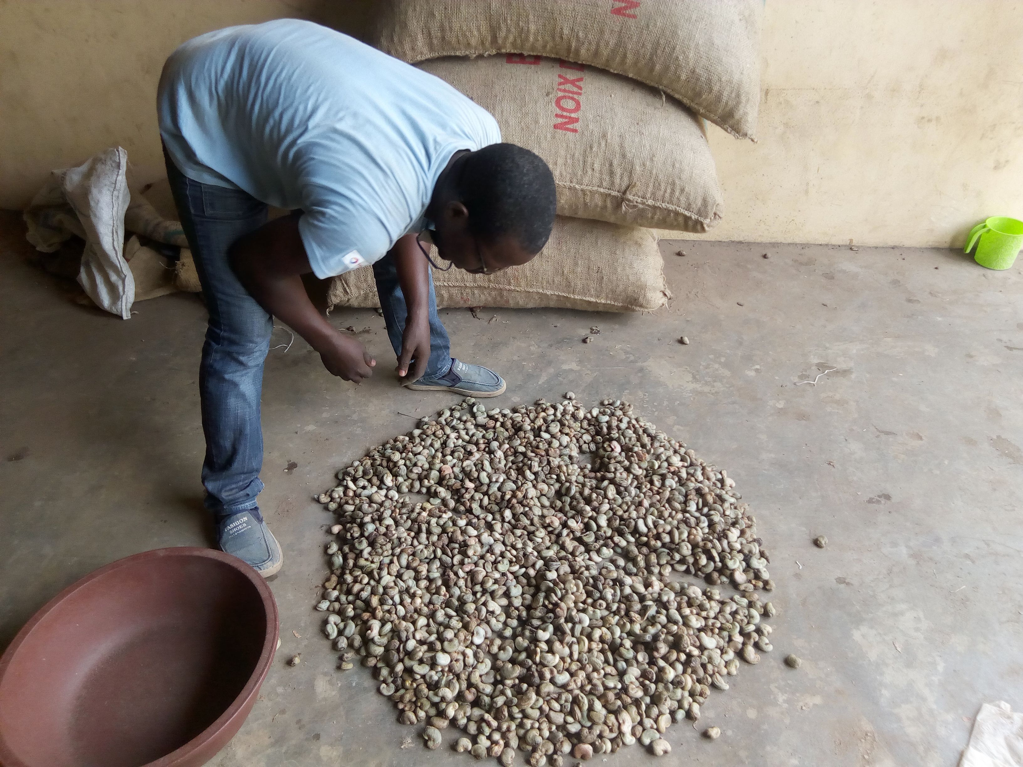 Commercialisation des noix de cajou au Bénin