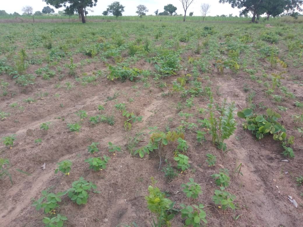 
          Soycain Togo /CRCI plateaux 1