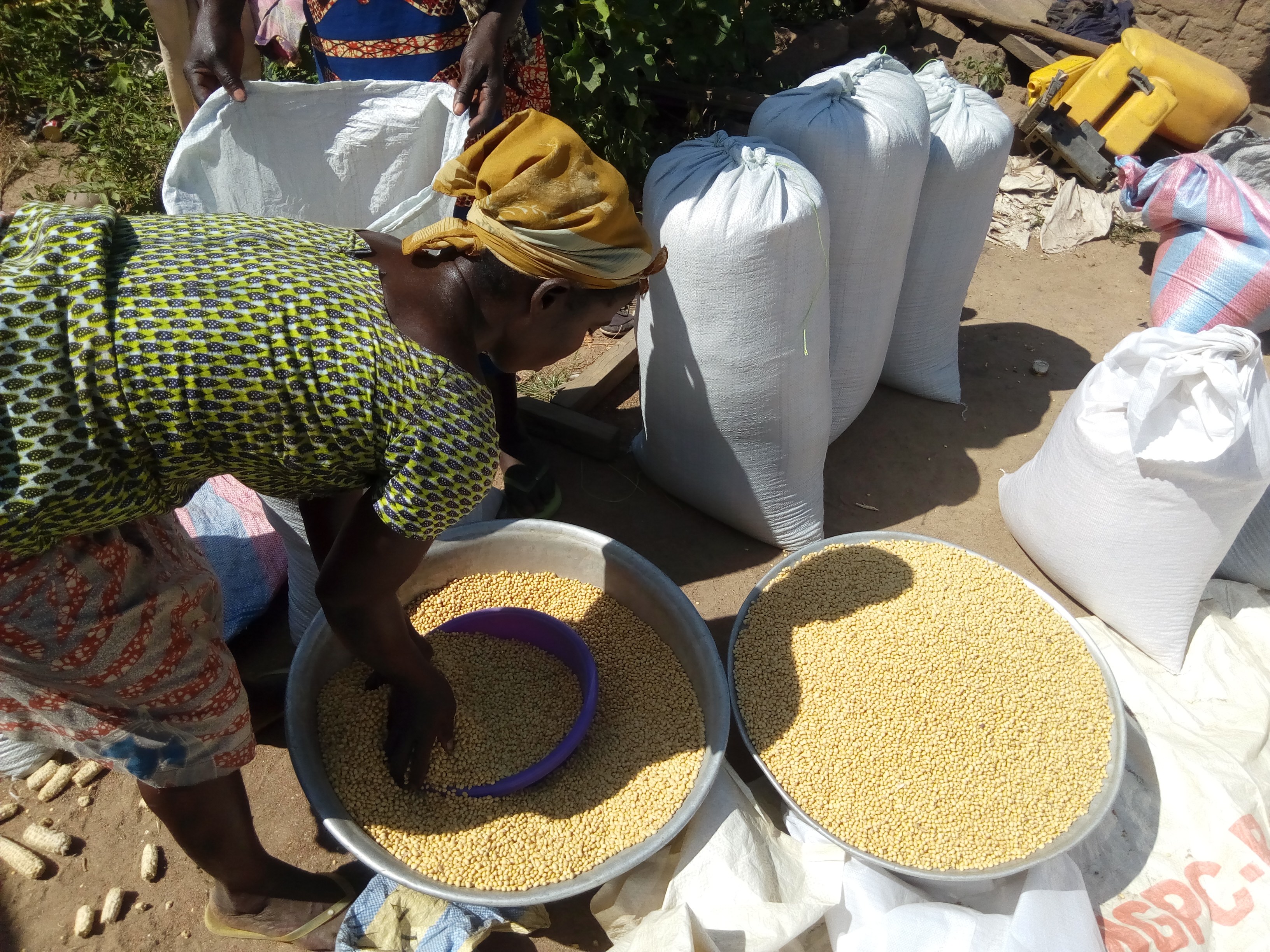 
          Soycain Togo, Plateaux, village assiwonou Copé.