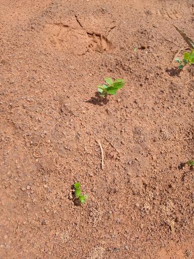 
          Mawussi
soycain Bassar.
enregistrement d'un bon taux de germination sur nos parcelles