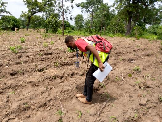 
          Mawussi.
observation de la germination sur nos parcelles lors des Audits 1 et 2 dans la zone bassar