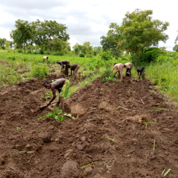
          Mawussi
soycain Bassar Kouka
préparation des sols pour le semi