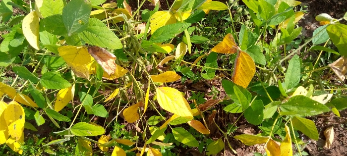 
          Soycain Bassar. Mawussi.  Les plants de soja sont à maturité. mais la date de la récolte reste encore.