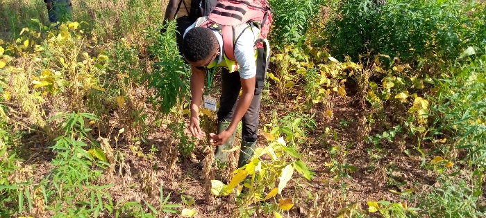 
          Mawussi. Soycain Bassar. Bientôt nous allons débuter les récoltes. 