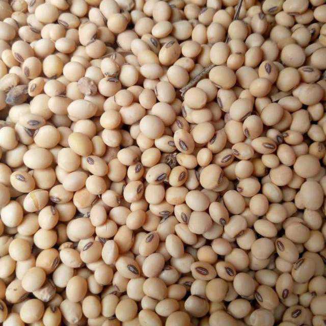 
          Mawussi/ Soycain Bassar. La nouvelle graine de soja issu de la production biologique de la campagne agricole 2020-2021 dans la zone kabou