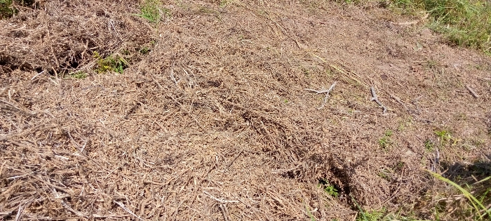 
          Mawussi. Soycain Bassar. Les producteurs de Bassar ont débuté les récoltes de soja. Premièrement, ils ont laissé le soja jusqu'à maturité total. A cause de la pluie, les récoltes sont envoyées à la maison ou battue le même jour.